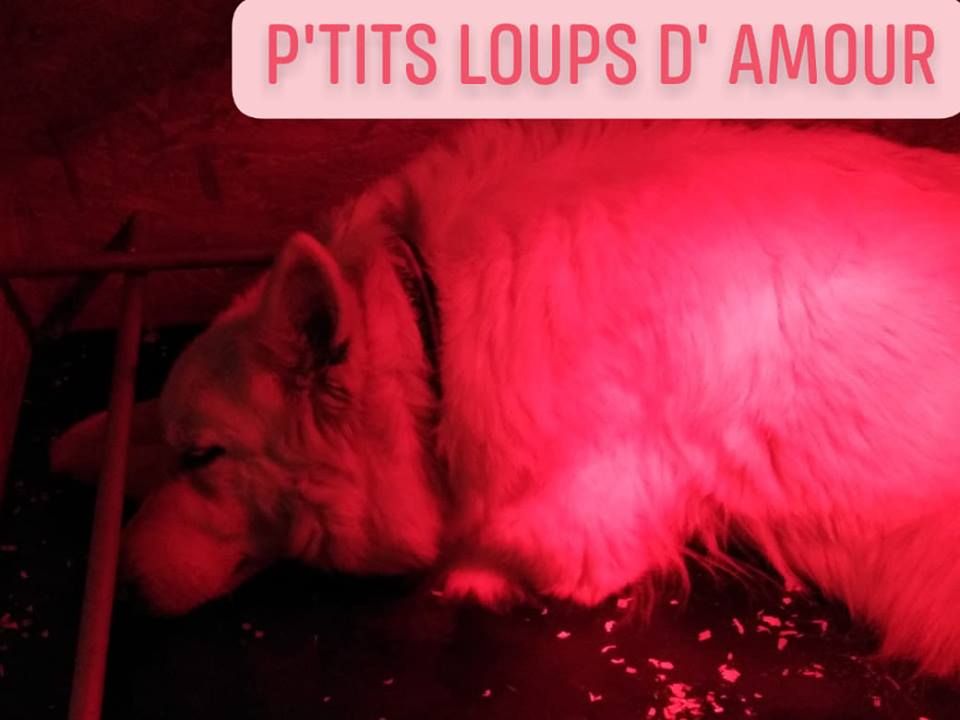 P'tits Loups d'Amour - Tic Tac... Tic Tac .....