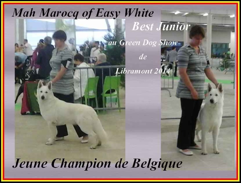 CH. Mah marocq of Easy White