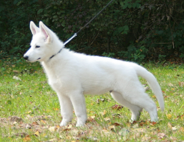 Ingo P'tits Loups d'Amour