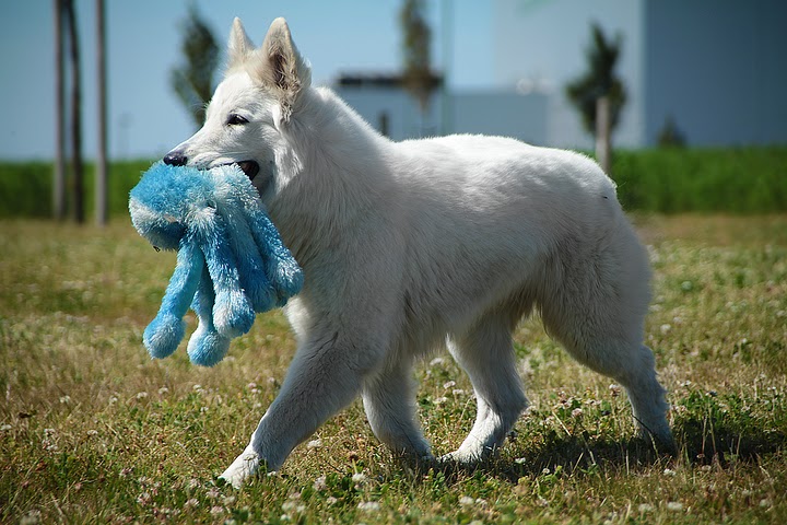 Hangun P'tits Loups d'Amour