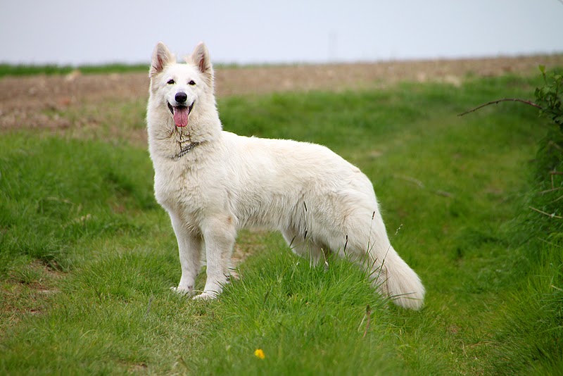 CH. Chérie perly Vom sutumer grund