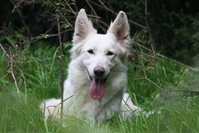 Amour shakira of white energy