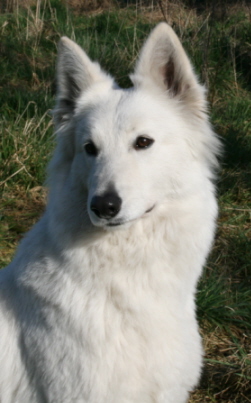 Angun white viper Du Bois Des Ternes
