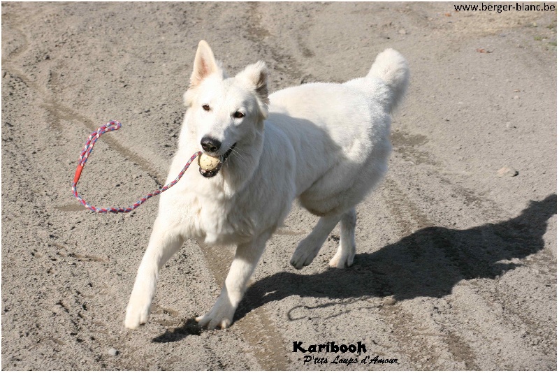 Karibooh P'tits Loups d'Amour