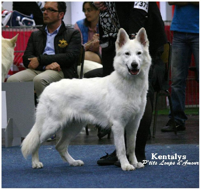 CH. Kentalys P'tits Loups d'Amour