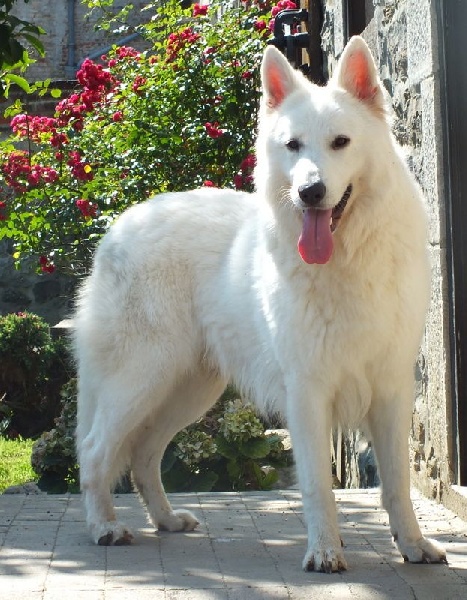 Kansas P'tits Loups d'Amour