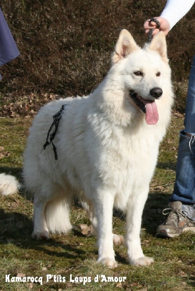 Hamarocq P'tits Loups d'Amour