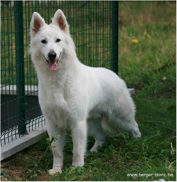 Lixson moon P'tits Loups d'Amour
