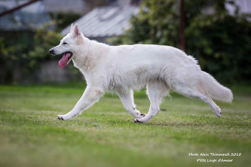 Mon essentielle P'tits Loups d'Amour