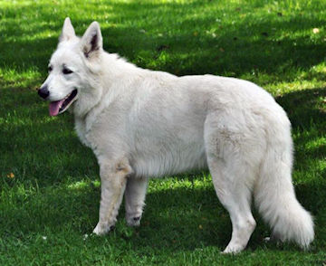 I am scherkan P'tits Loups d'Amour