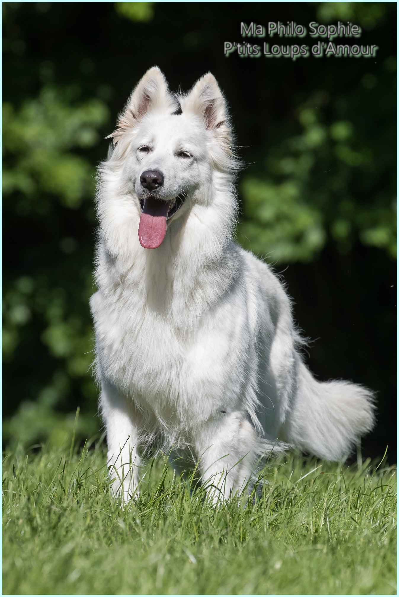 Ma philo sophie P'tits Loups d'Amour