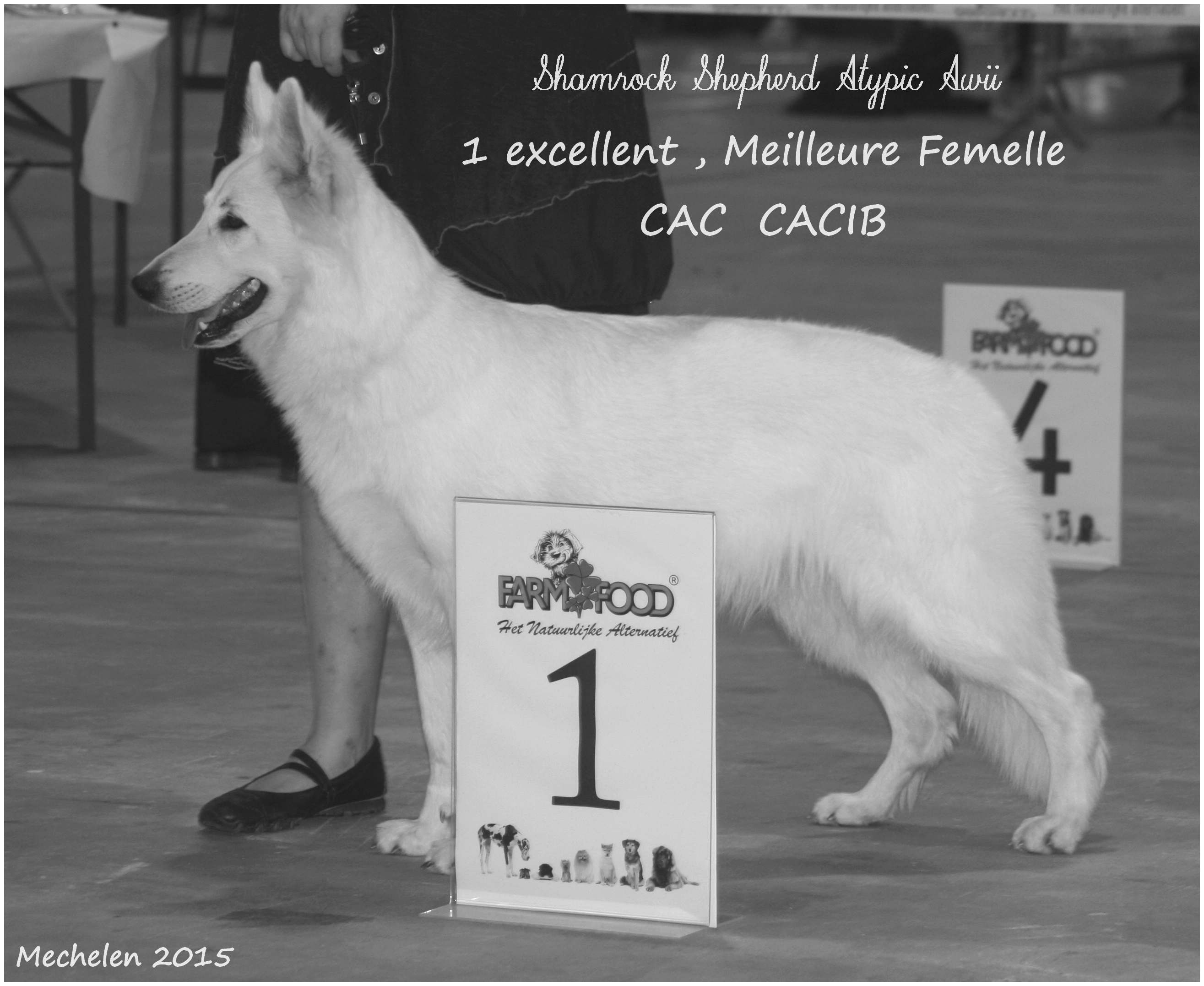 CH. shamrock shepherd Atypic awii