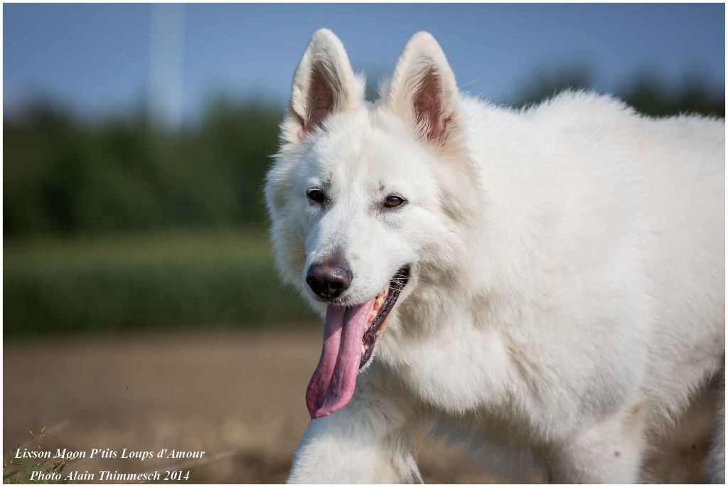 CH. Lixson moon P'tits Loups d'Amour