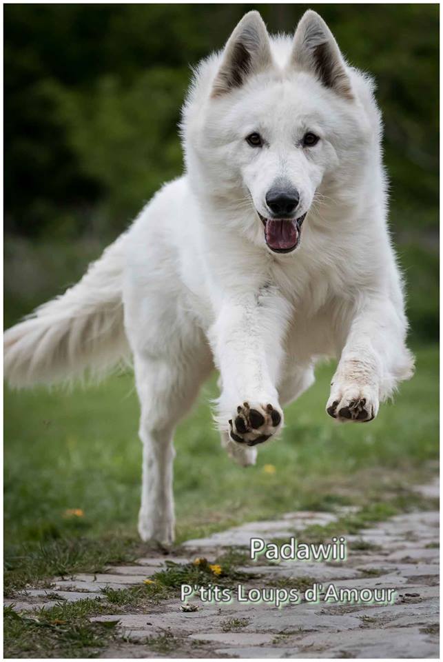 Padawii P'tits Loups d'Amour