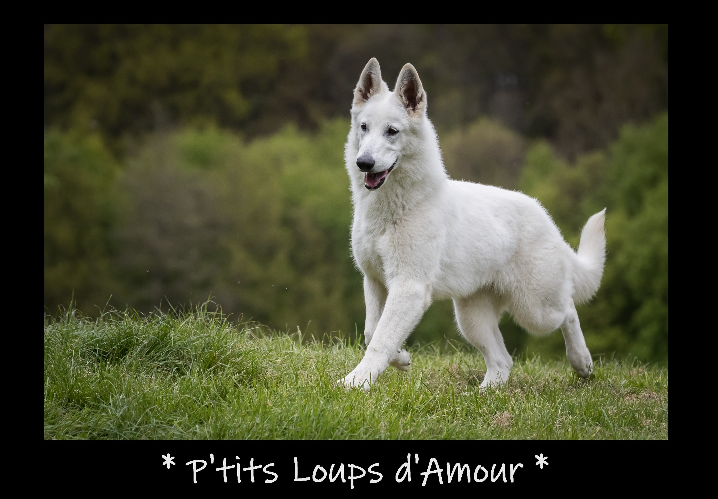 Pili pili booh P'tits Loups d'Amour