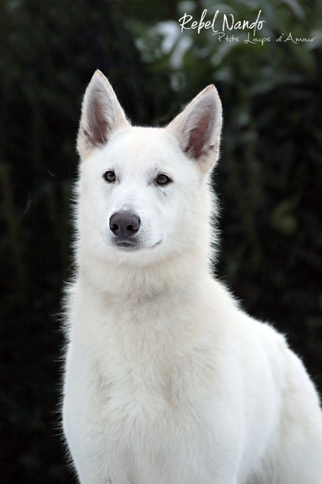Rebel nando P'tits Loups d'Amour