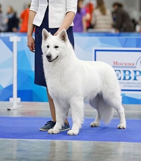 CH. s nezhny zuer Zhou-show